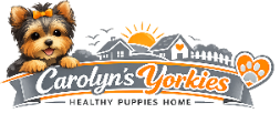 Carolyn's Healthy Yorkie Puppies Home